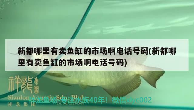 新都哪里有賣(mài)魚(yú)缸的市場(chǎng)啊電話(huà)號(hào)碼(新都哪里有賣(mài)魚(yú)缸的市場(chǎng)啊電話(huà)號(hào)碼)