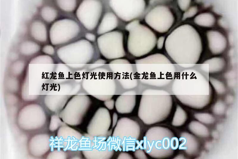 紅龍魚上色燈光使用方法(金龍魚上色用什么燈光) 紅龍魚上色燈光使用方法(金龍魚上色用什么燈光) 觀賞魚百科