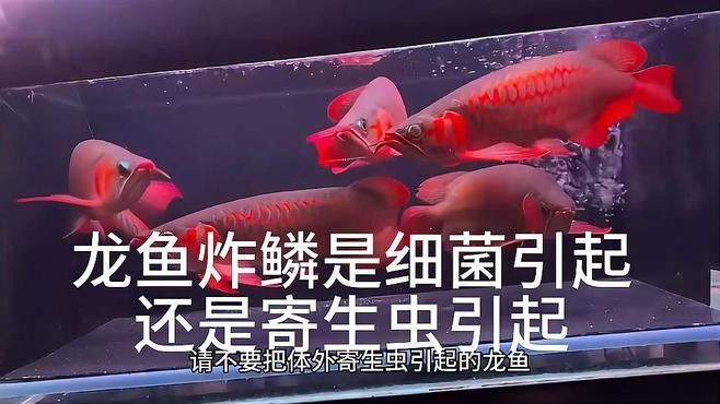 紅龍輕微立鱗了怎么辦