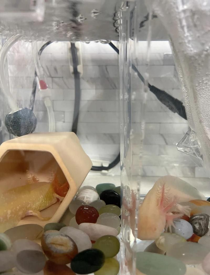 龍魚翹尾如何用藥
