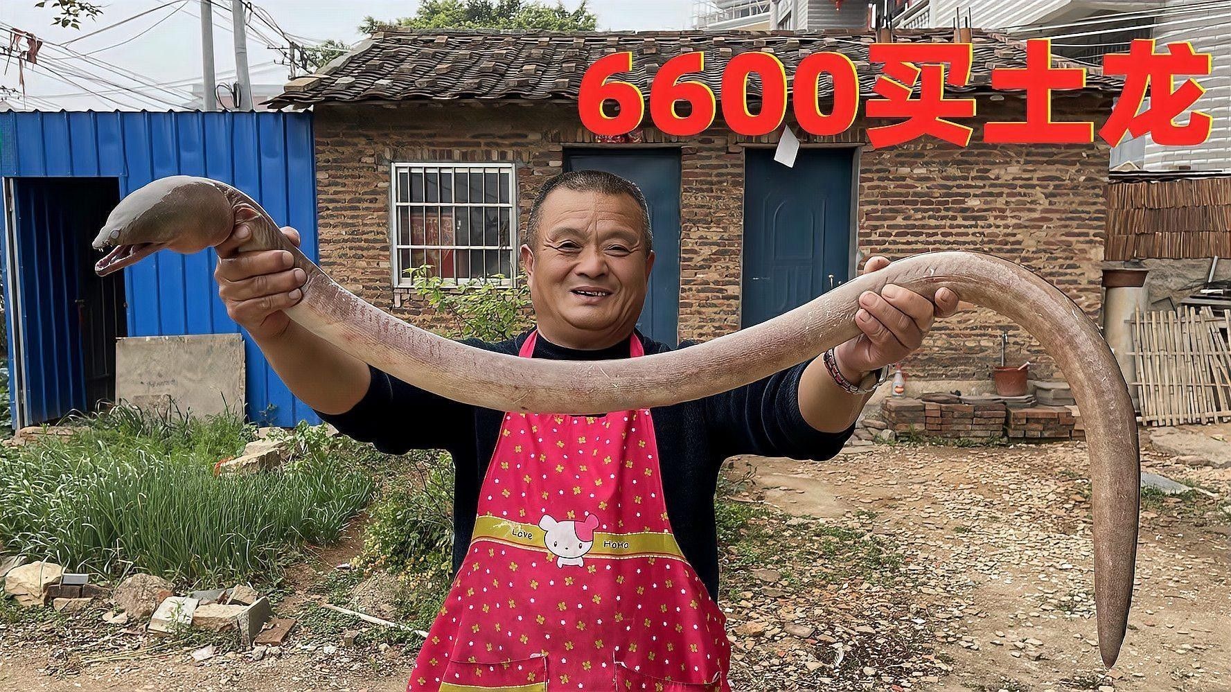 土龍魚燉湯的最佳火候 土龍魚燉湯的最佳火候 龍魚百科 第3張