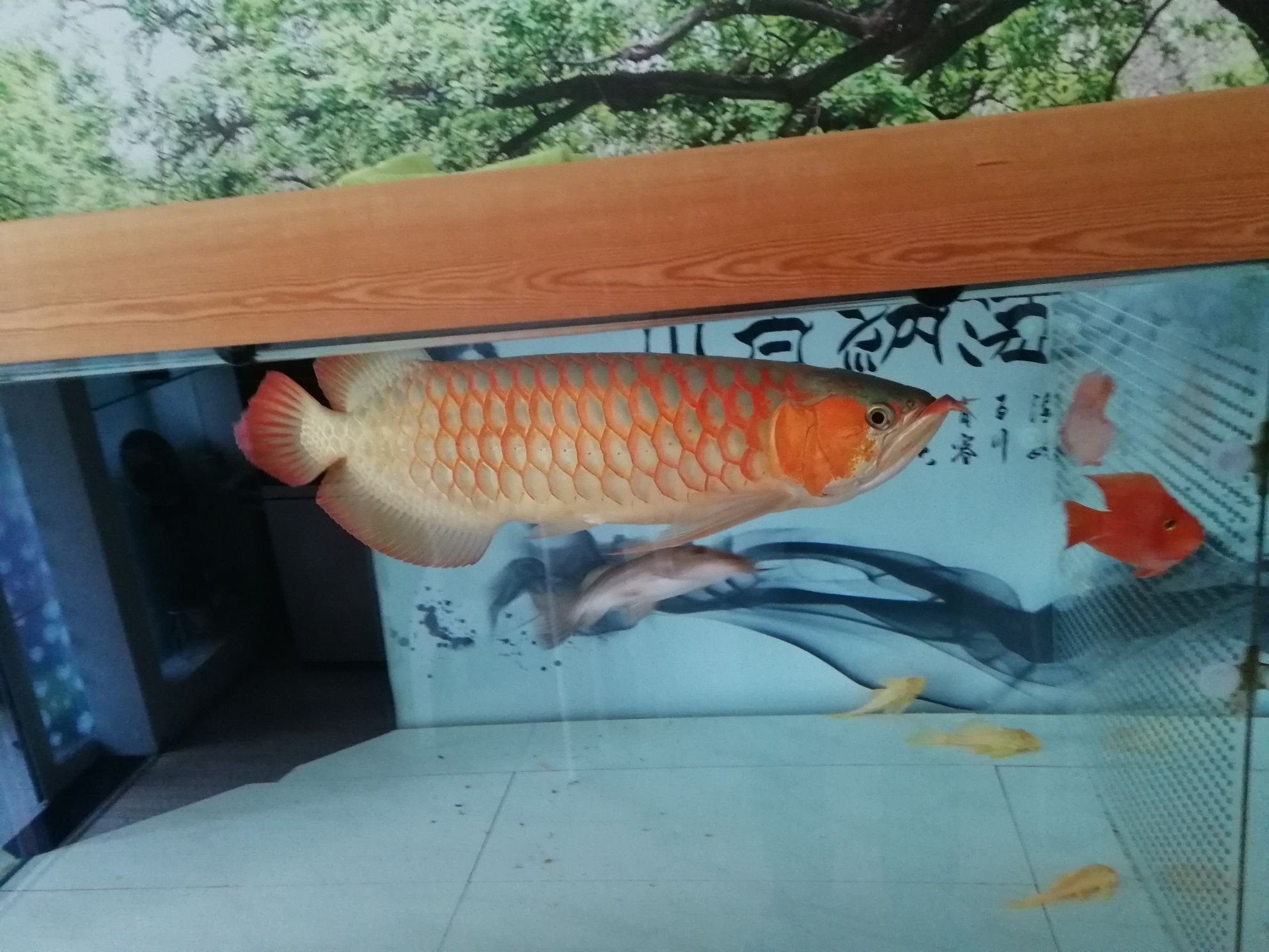 以前養的一條兜嘴到無敵的紅龍