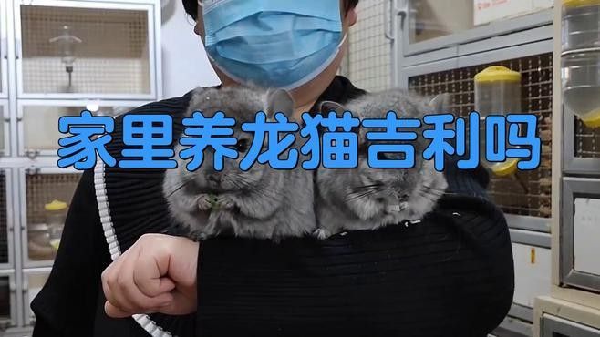 龍貓籠子放在哪里最好？（龍貓籠子擺放位置及注意事項(xiàng)）