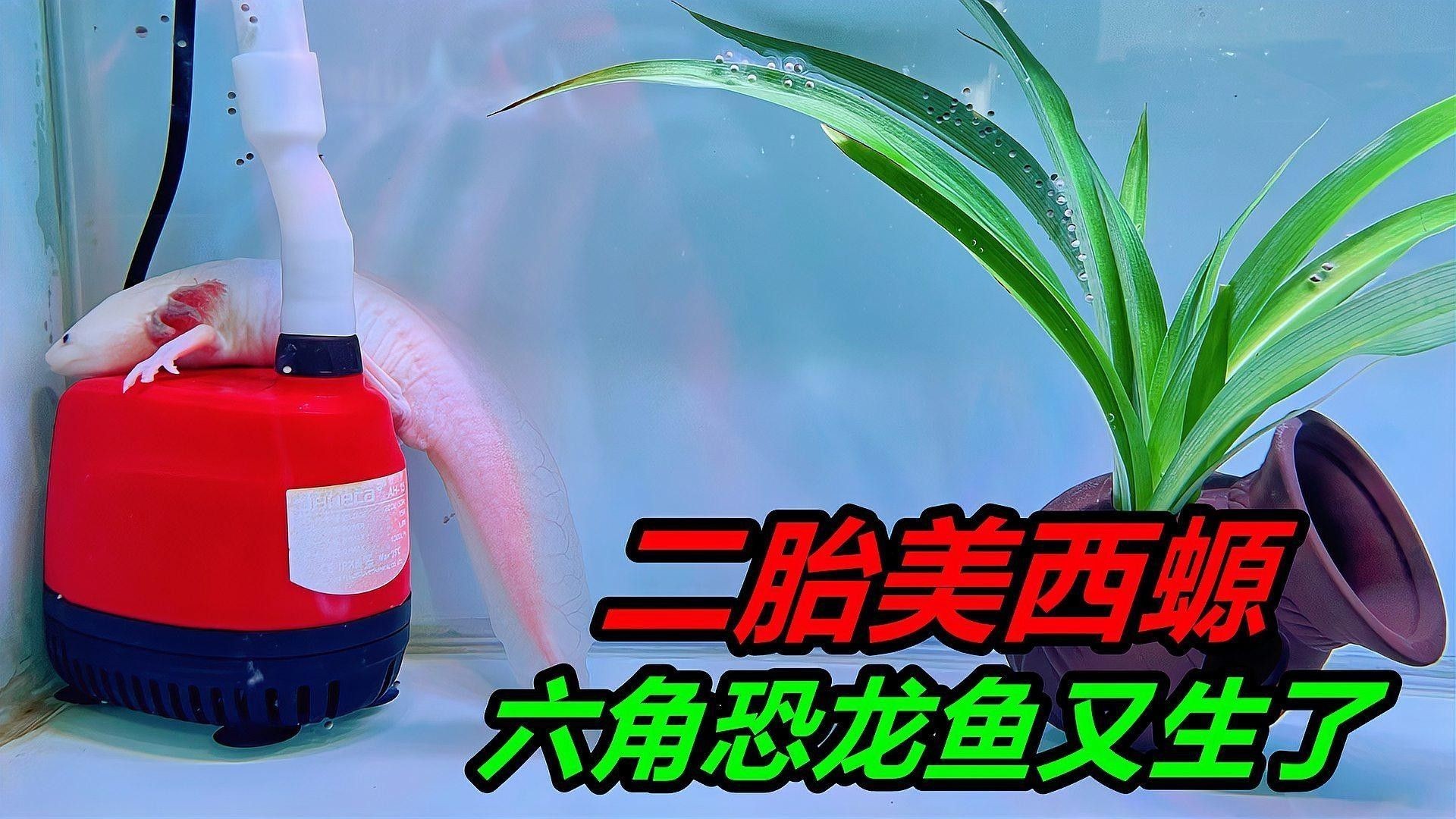 六角龍魚繁殖需要多久（六角恐龍魚的繁殖周期） 六角龍魚繁殖需要多久（六角恐龍魚的繁殖周期） 龍魚百科 第2張