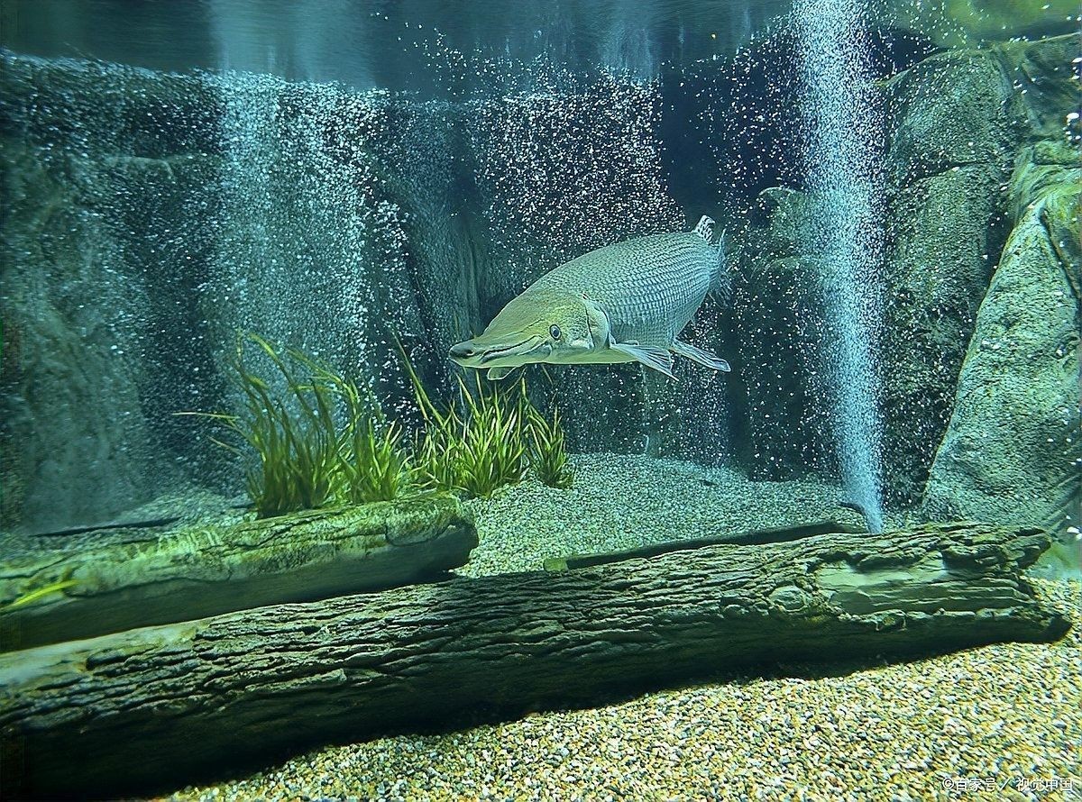 四大神獸魚混養需要多大的魚缸 四大神獸魚混養需要多大的魚缸 龍魚百科 第3張