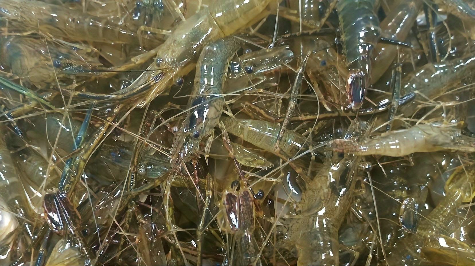如何消毒小河蝦和冷凍血蟲（如何消毒小河蝦和冷凍血蟲在處理小河蝦和冷凍血蟲） 如何消毒小河蝦和冷凍血蟲（如何消毒小河蝦和冷凍血蟲在處理小河蝦和冷凍血蟲） 龍魚百科 第1張