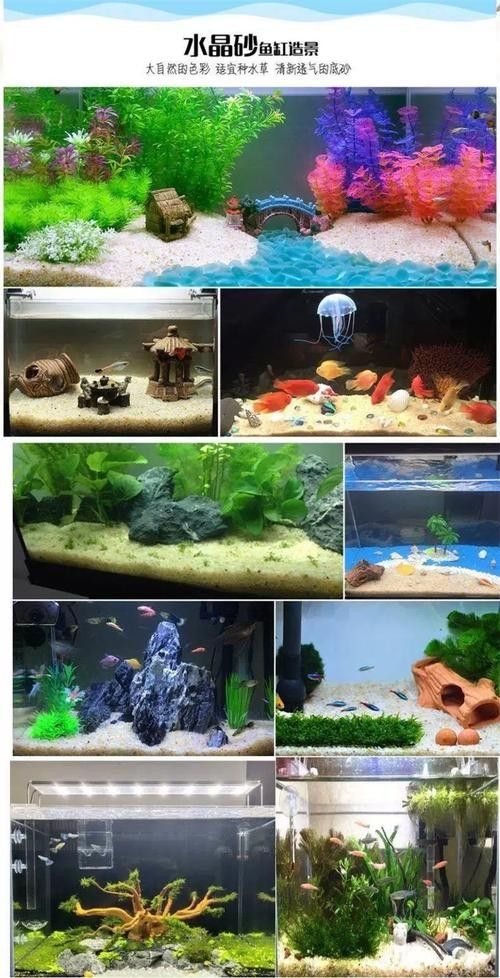 如何選擇適合恐龍魚的植物？（關于恐龍魚的選擇）