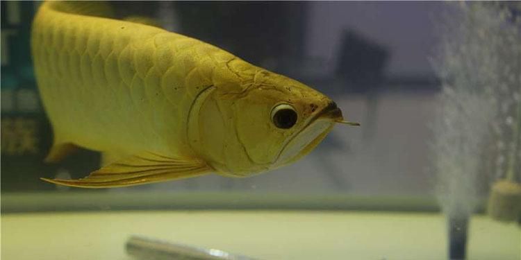 龍魚品種圖解【龍魚什么時候進入】