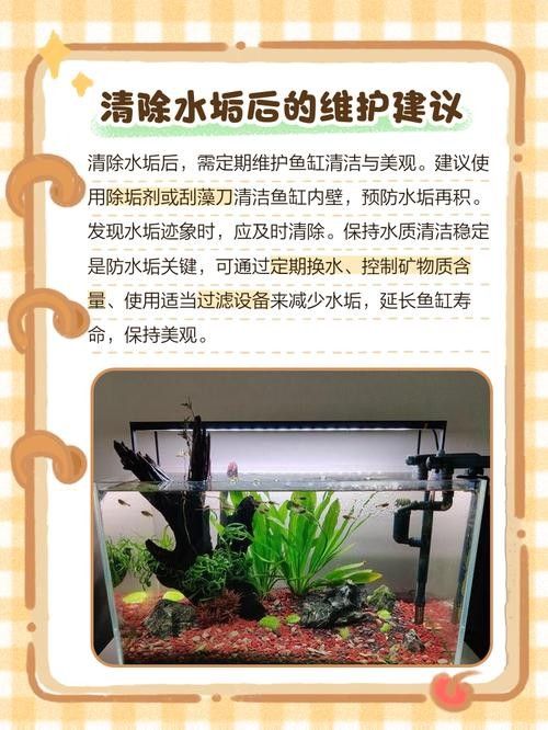 有哪些清洗魚缸的小妙招？（清洗魚缸的小妙招）