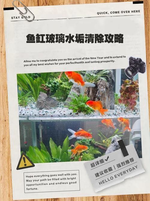 有哪些清洗魚缸的小妙招？（清洗魚缸的小妙招）