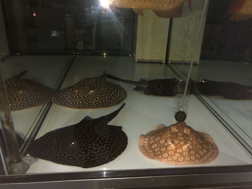 張掖觀賞魚市場每天待家里（張掖觀賞魚市場是一個充滿活力和魅力的地方）