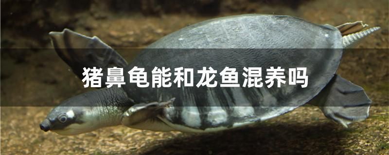 豬鼻龜能和龍魚混養嗎
