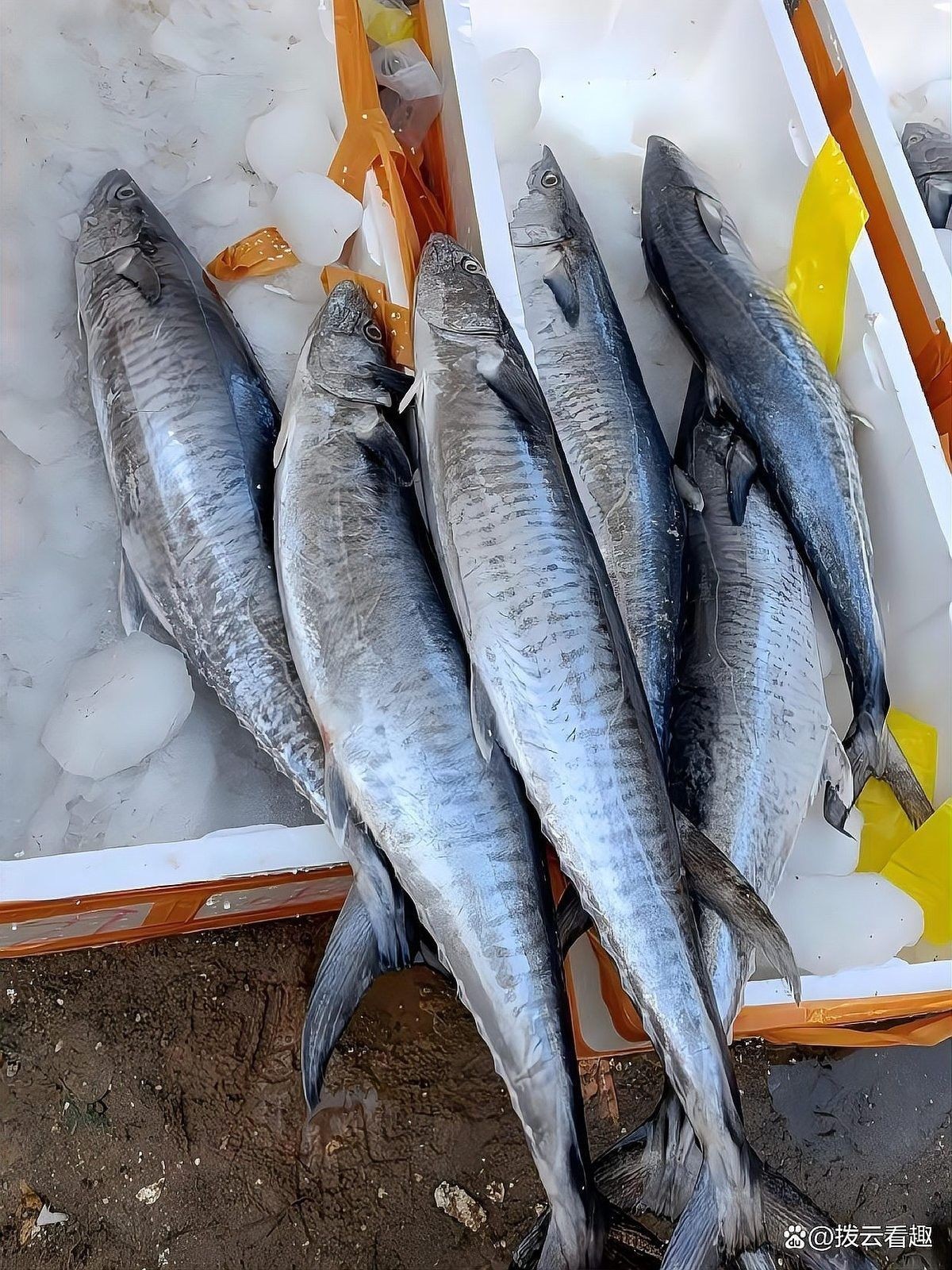 如何區分馬古龍魚和馬友魚？（古龍魚和馬友魚有什么區別馬友魚和馬鮫魚的區別）