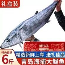 如何區分馬古龍魚和馬友魚？（古龍魚和馬友魚有什么區別馬友魚和馬鮫魚的區別）
