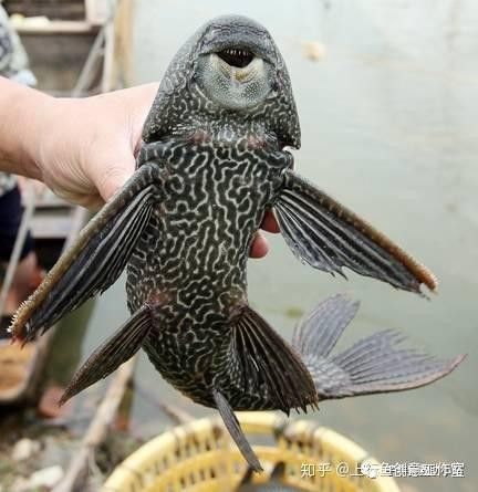 清道夫會攻擊紅龍魚嗎？（清道夫與紅龍魚的混養(yǎng)需謹慎評估環(huán)境與個體狀態(tài)，否則反殺事件）