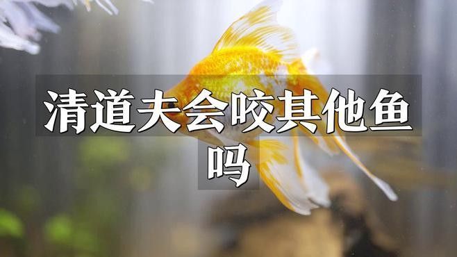 清道夫會攻擊紅龍魚嗎？（清道夫與紅龍魚的混養(yǎng)需謹慎評估環(huán)境與個體狀態(tài)，否則反殺事件）