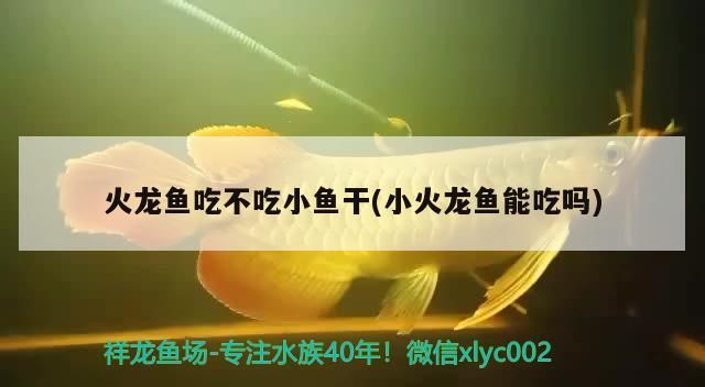 鸚鵡魚(yú)和銀龍魚(yú)混養(yǎng)怎樣喂食 火龍魚(yú)吃不吃小魚(yú)干(小火龍魚(yú)能吃嗎)(關(guān)于火龍魚(yú)吃不吃小魚(yú)干的問(wèn)題) 觀賞魚(yú)百科 火龍魚(yú)吃不吃小魚(yú)干(小火龍魚(yú)能吃嗎)(關(guān)于火龍魚(yú)吃不吃小魚(yú)干的問(wèn)題) 火龍魚(yú)吃不吃小魚(yú)干(小火龍魚(yú)能吃嗎)(關(guān)于火龍魚(yú)吃不吃小魚(yú)干的問(wèn)題) 觀賞魚(yú)百科