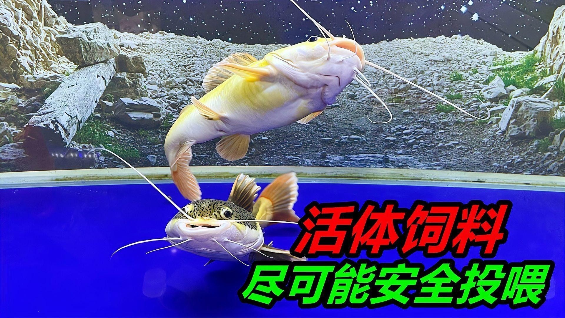 活餌投喂時需要注意什么（活餌投喂是水產(chǎn)養(yǎng)殖中常用的一種方法）