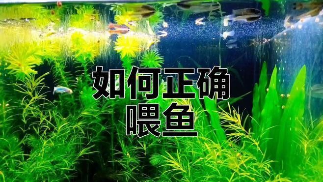 活餌投喂時需要注意什么（活餌投喂是水產(chǎn)養(yǎng)殖中常用的一種方法）