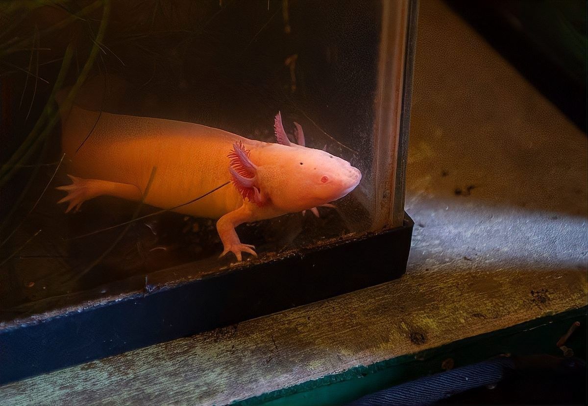 如何判斷龍魚是否壓力增大（如何判斷龍魚壓力增大？）