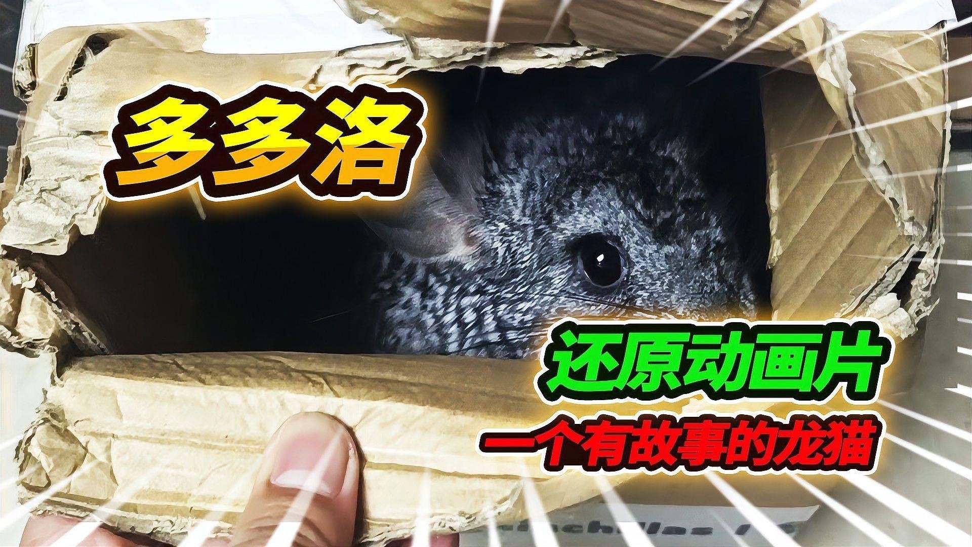 龍貓籠子有哪些品牌推薦（龍貓愛好者中廣受好評的龍貓籠子品牌推薦及信息） 龍貓籠子有哪些品牌推薦（龍貓愛好者中廣受好評的龍貓籠子品牌推薦及信息） 龍魚百科 第12張