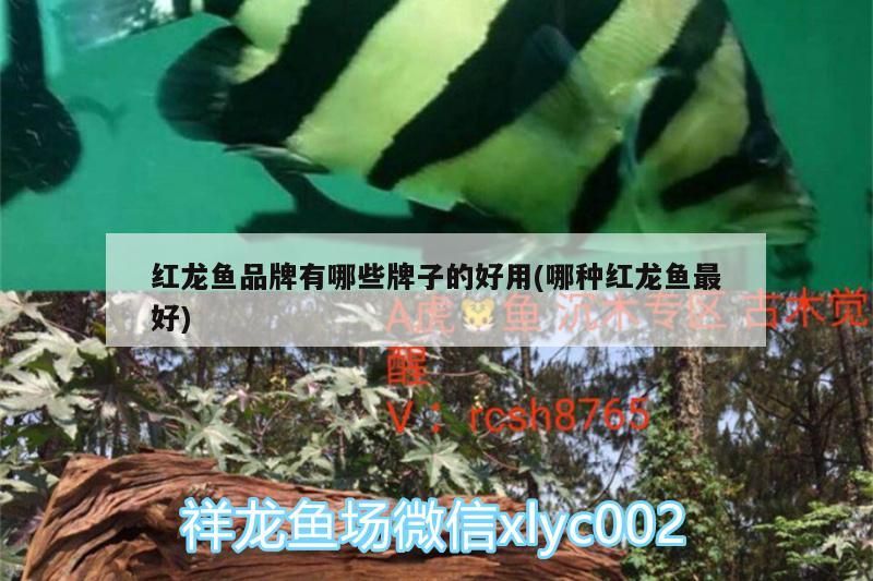紅龍魚品牌有哪些牌子的好用(哪種紅龍魚最好)（紅龍魚品牌有哪些品牌的好用）