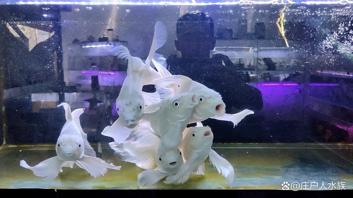 哪種恐龍魚(yú)生長(zhǎng)速度最快（虎紋恐龍王魚(yú)已知生長(zhǎng)速度最快的恐龍魚(yú)品種之一）