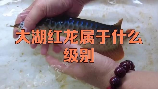 如何區(qū)分大湖紅龍的不同品種？（區(qū)分大湖紅龍的不同品種）