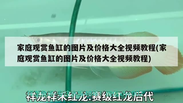 家庭觀賞魚缸的圖片及價(jià)格大全視頻教程(家庭觀賞魚缸的圖片及價(jià)格大全視頻教程)