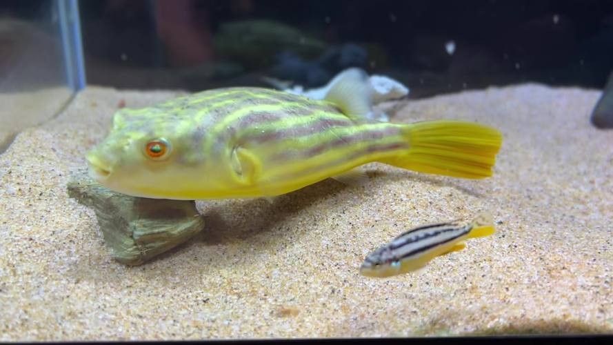 斑馬狗頭魚的最佳混養伙伴有哪些（斑馬狗頭魚混養指南）