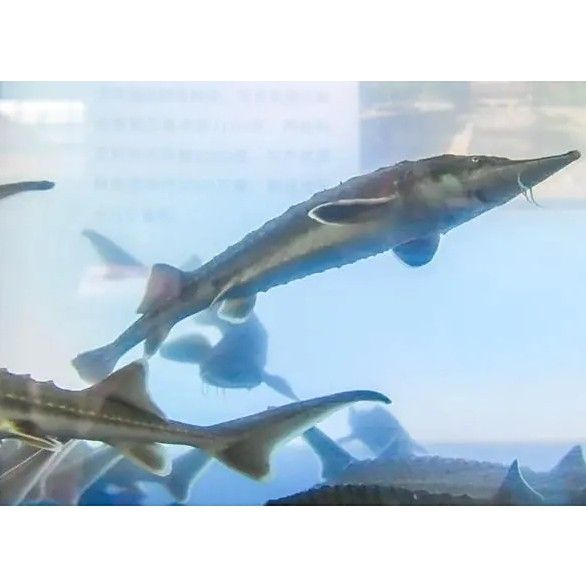 剛察哪個(gè)水族館龍魚好？祥龍魚場(chǎng)龍魚