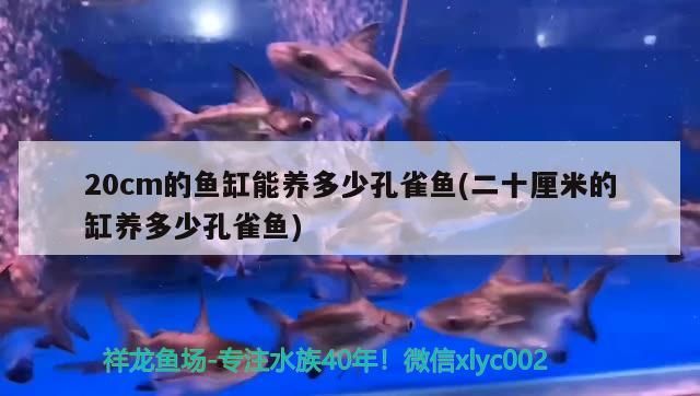 20cm的魚缸能養多少孔雀魚(二十厘米的缸養多少孔雀魚)（20cm的魚缸能養多少孔雀魚）