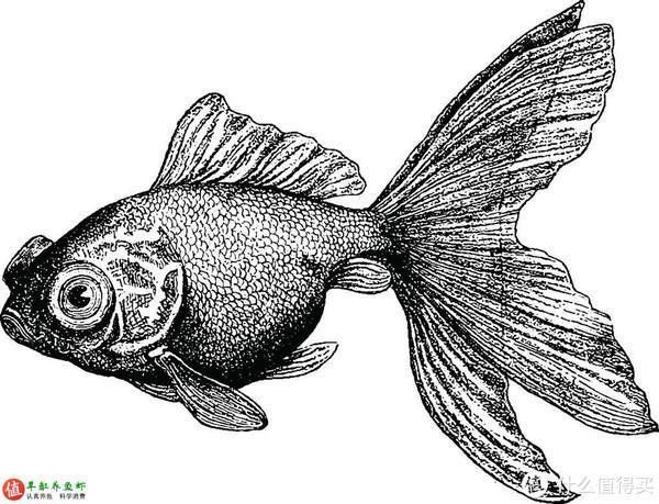 龍睛金魚(yú)康復(fù)期間如何護(hù)理