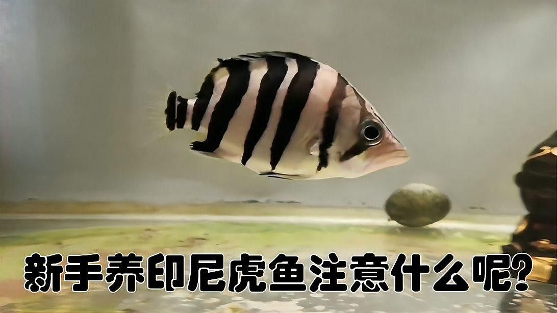 <strong><mark>印尼虎苗</mark></strong>5病最怕三個東西