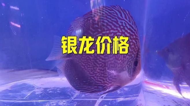 龍魚魚缸價格范圍（龍魚魚缸價格一般多少？）