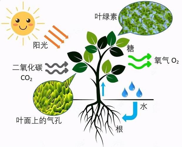 如何增加水體的溶氧量？（如何提高水體溶氧量）