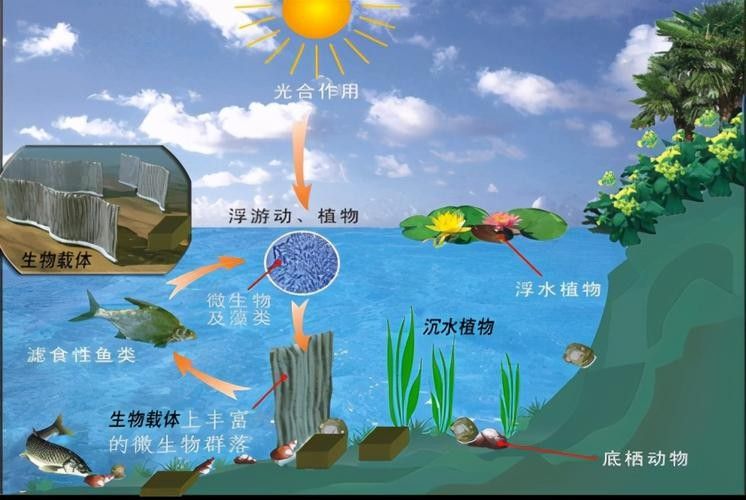 如何增加水體的溶氧量？（如何提高水體溶氧量）
