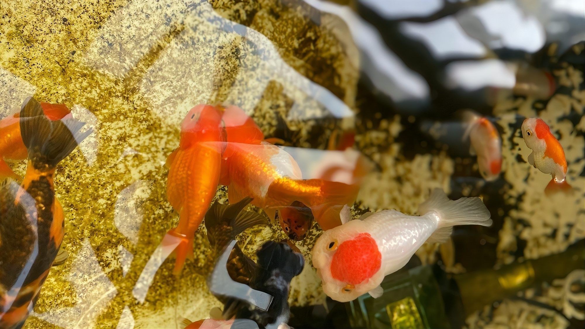 如何增加水體的溶氧量？（如何提高水體溶氧量）