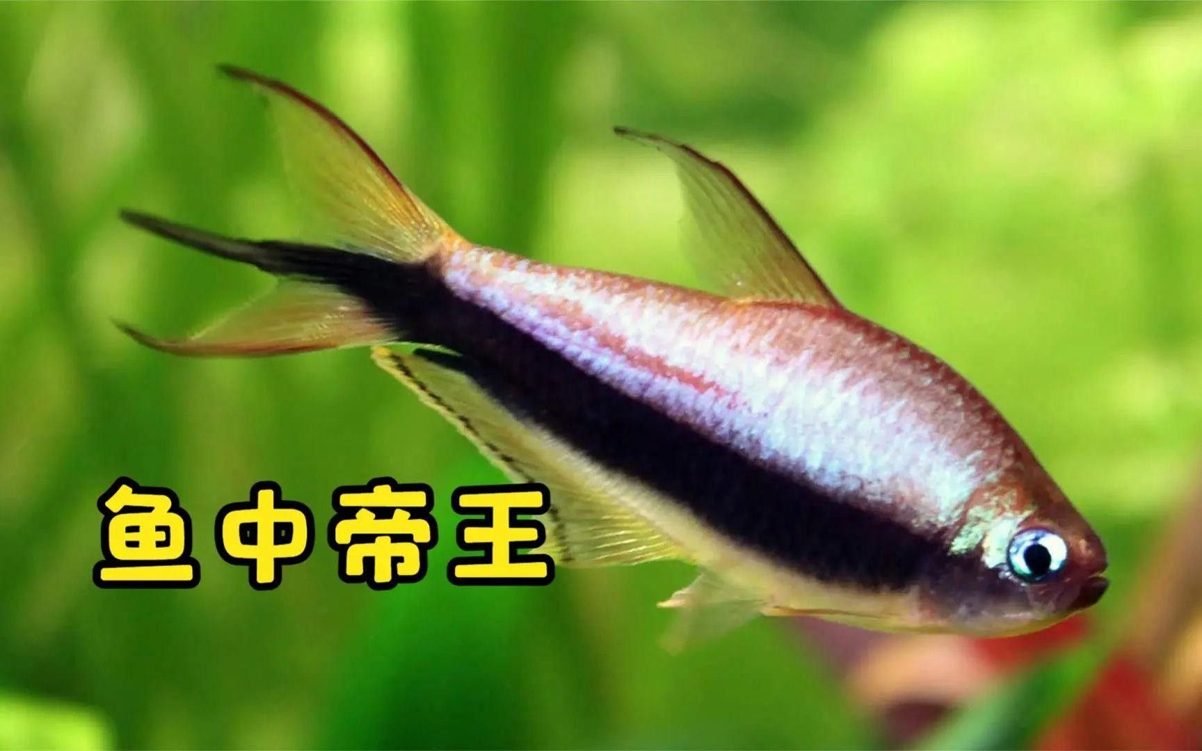 和一眉道人魚相似的魚（一眉道人魚和一眉道人魚相似的魚有哪些魚混養(yǎng)建議）