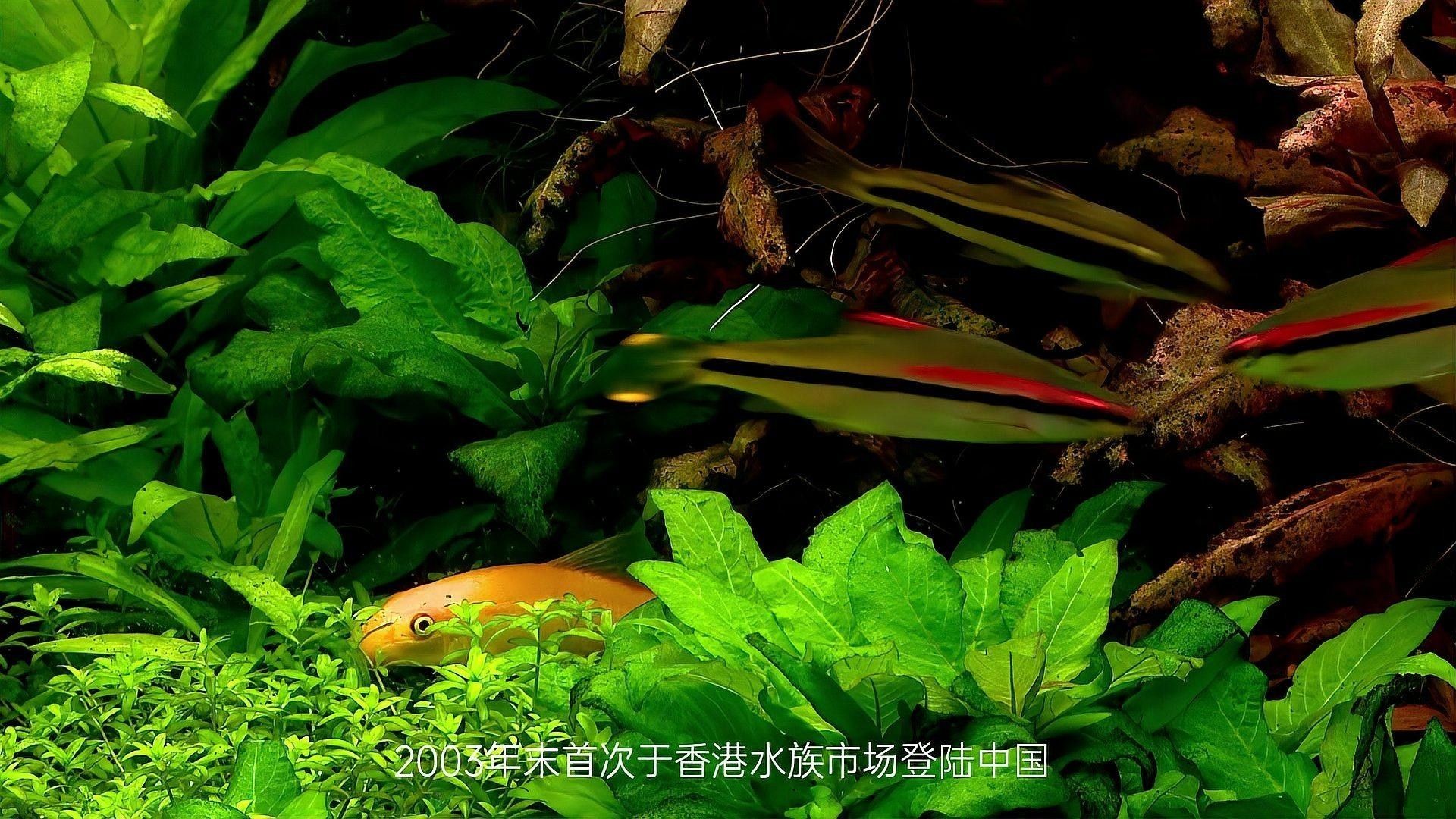 和一眉道人魚相似的魚（一眉道人魚和一眉道人魚相似的魚有哪些魚混養(yǎng)建議）