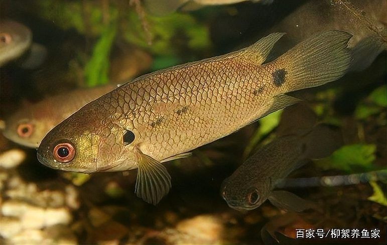 和一眉道人魚相似的魚（一眉道人魚和一眉道人魚相似的魚有哪些魚混養(yǎng)建議）