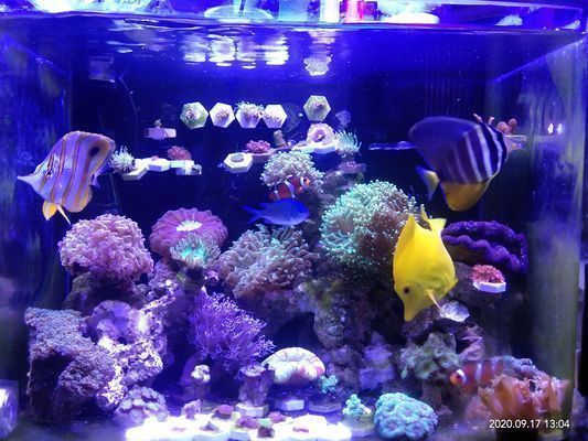 怒江傈僳族自治州觀賞魚市場：怒江傈僳族自治州的觀賞魚市場