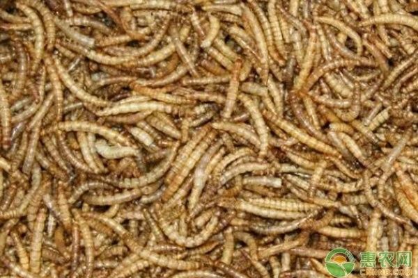 面包蟲多久喂一次比較好（守宮喂食頻率全攻略賽博社會觀察站:面包蟲多久喂一次）