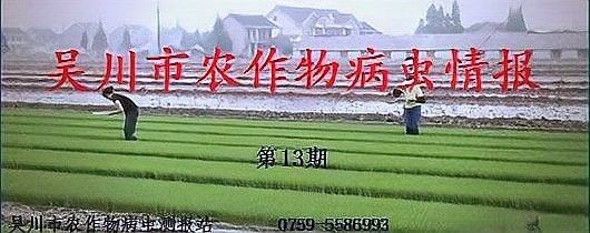 面包蟲多久喂一次比較好（守宮喂食頻率全攻略賽博社會觀察站:面包蟲多久喂一次）