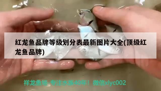 紅龍魚品牌等級劃分表最新圖片大全(頂級紅龍魚品牌)