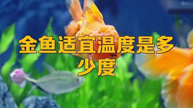 黑龍睛金魚最佳養殖溫度是多少（黑龍睛金魚的最佳養殖溫度范圍）