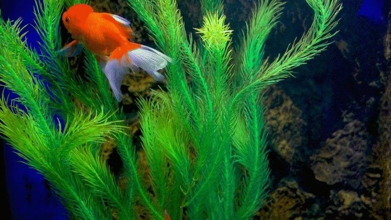 哪里可以購買到這些稀有品種（京津冀花鳥魚蟲市場全攻略京津冀花鳥魚蟲市場全攻略） 哪里可以購買到這些稀有品種（京津冀花鳥魚蟲市場全攻略京津冀花鳥魚蟲市場全攻略） 龍魚百科 第3張