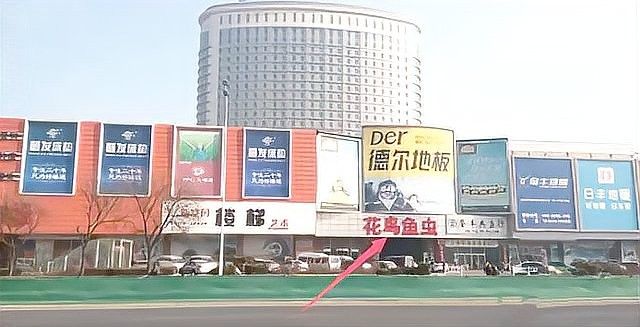 哪里可以購買到這些稀有品種（京津冀花鳥魚蟲市場全攻略京津冀花鳥魚蟲市場全攻略） 哪里可以購買到這些稀有品種（京津冀花鳥魚蟲市場全攻略京津冀花鳥魚蟲市場全攻略） 龍魚百科 第5張