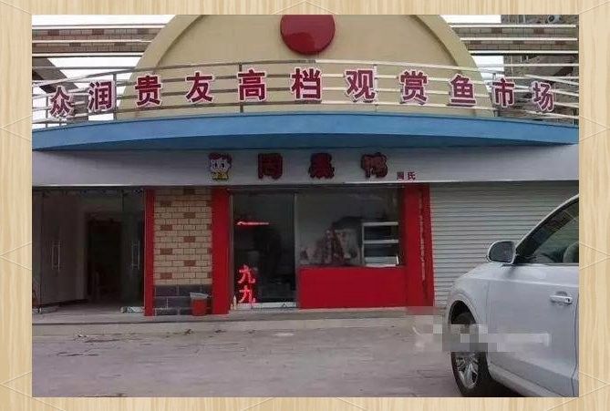 哪里可以購買到這些稀有品種（京津冀花鳥魚蟲市場全攻略京津冀花鳥魚蟲市場全攻略） 哪里可以購買到這些稀有品種（京津冀花鳥魚蟲市場全攻略京津冀花鳥魚蟲市場全攻略） 龍魚百科 第4張