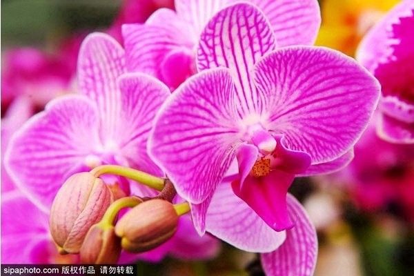 哪里可以購買到這些稀有品種（京津冀花鳥魚蟲市場全攻略京津冀花鳥魚蟲市場全攻略） 哪里可以購買到這些稀有品種（京津冀花鳥魚蟲市場全攻略京津冀花鳥魚蟲市場全攻略） 龍魚百科 第6張
